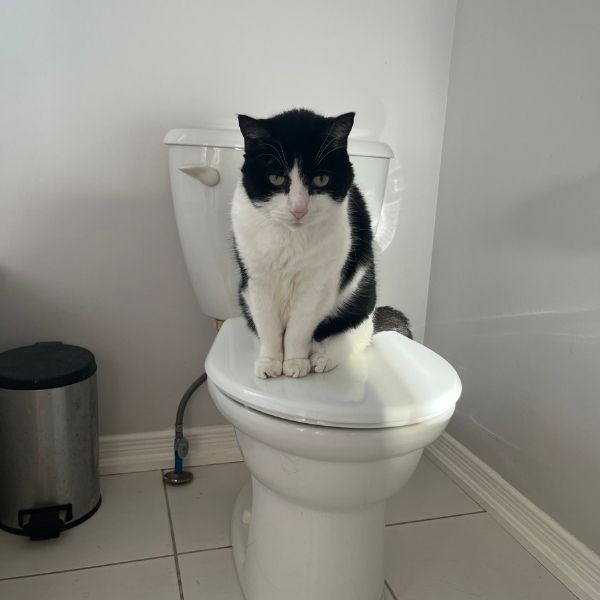 cat on toilet